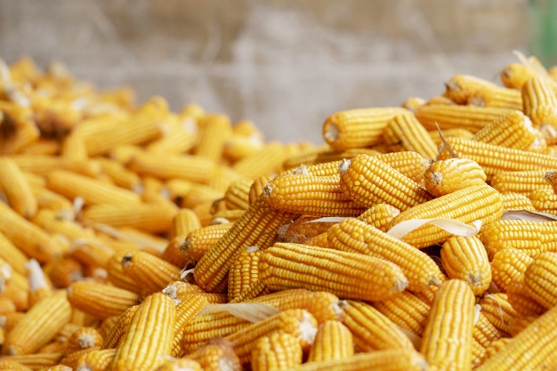 CP Group - CP Foods Takes Steps to Ensure Sustainable Corn Sourcing with Zero Deforestation and Crop Burning